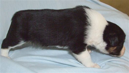 Click for large image