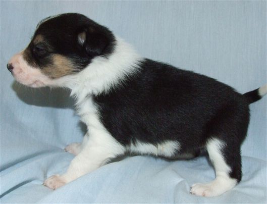 Click for large image