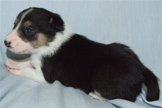 Click for large image