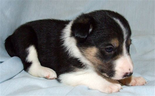 Click for large image