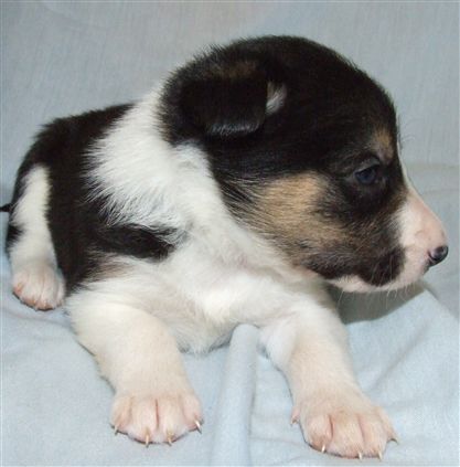 Click for large image