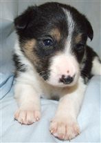 Click for large image