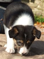 Click for large image