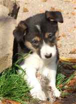 Click for large image