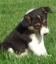 Click for large image