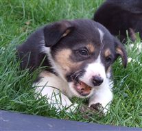 Click for large image