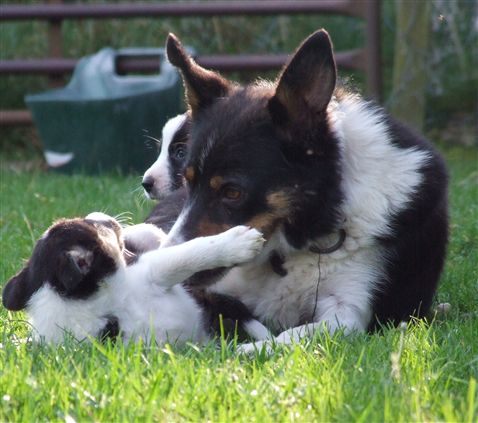 Click for large image