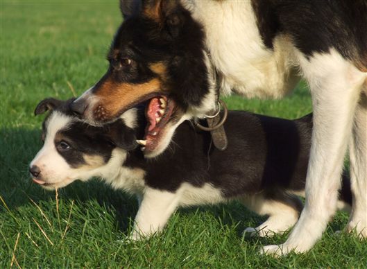 Click for large image