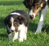 Click for large image