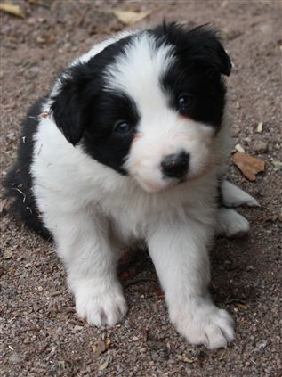 Click for large image