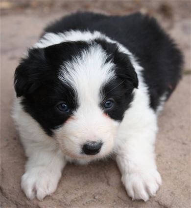 Click for large image