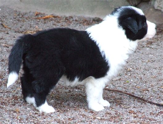 Click for large image