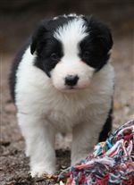 Click for large image