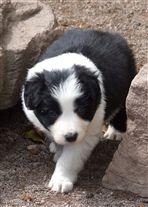 Click for large image