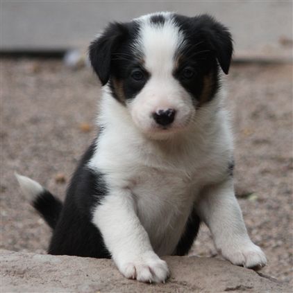 Click for large image