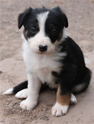 Click for large image