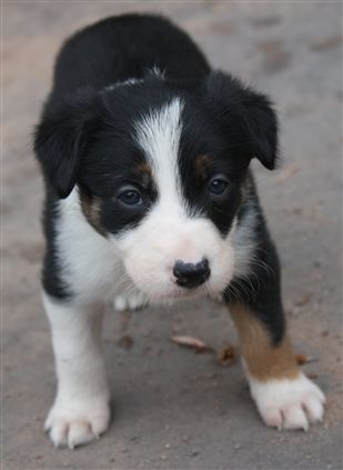 Click for large image