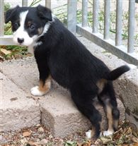 Click for large image