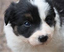 Click for large image