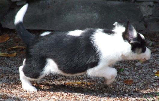 Click for large image