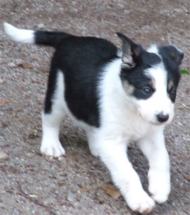 Click for large image