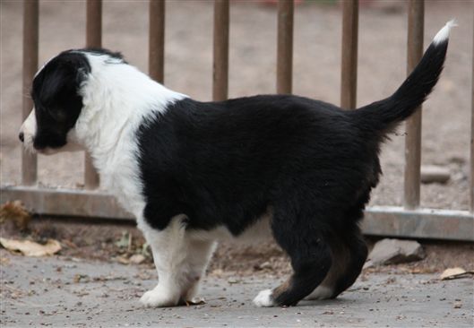 Click for large image