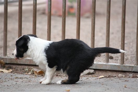 Click for large image