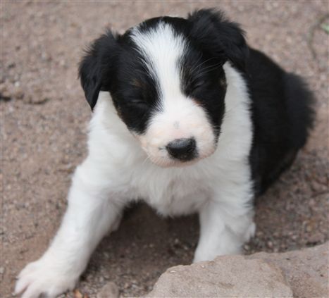 Click for large image