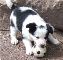 Click for large image