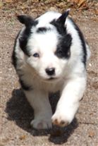 Click for large image