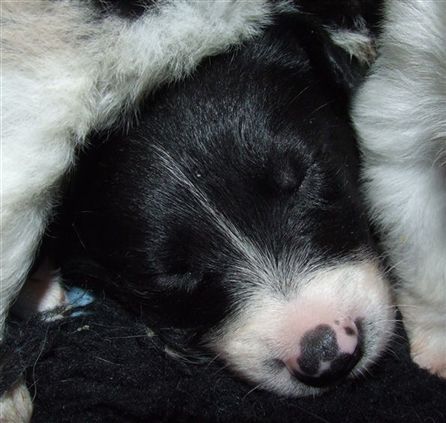 Click for large image