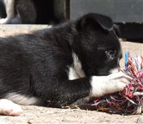 Click for large image