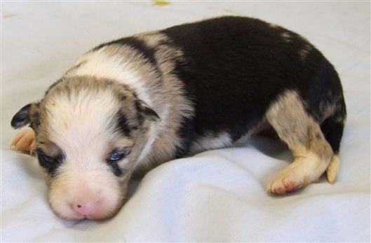 Click for large image