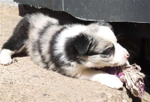 Click for large image