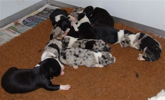 Click for large image