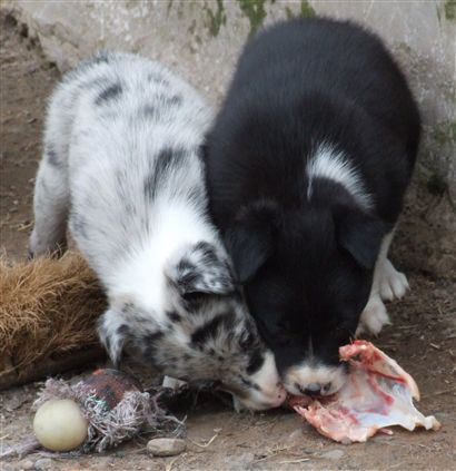 Click for large image