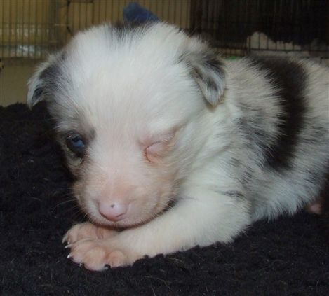 Click for large image