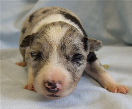 Click for large image