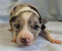 Click for large image