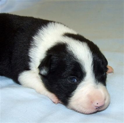 Click for large image