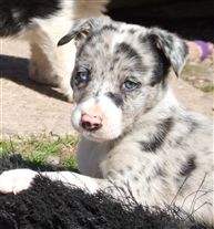 Click for large image