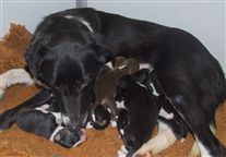 Click for large image