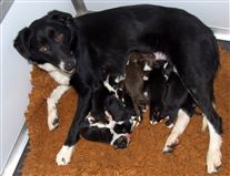 Click for large image