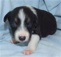 Click for large image