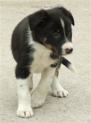 Click for large image