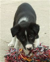 Click for large image