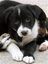 Click for large image