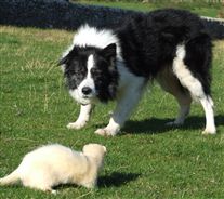 Click for large image