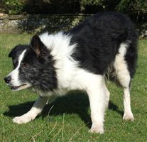 Click for large image