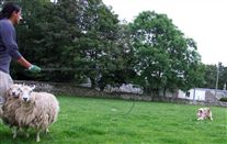 Click for large image